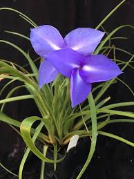 Image result for tillandsia umbellata