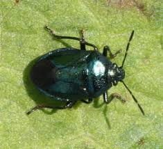Attēlu rezultāti vaicājumam “Zicrona caerulea nymph”