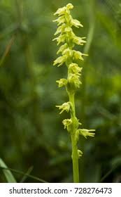 Attēlu rezultāti vaicājumam “Herminium monorchis”