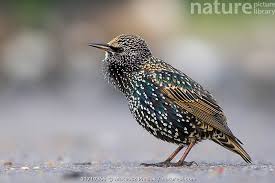 Attēlu rezultāti vaicājumam “Sturnus vulgaris”