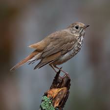 Image result for Catharus guttatus