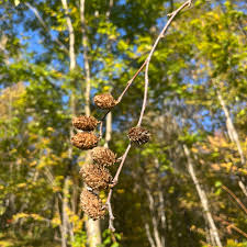 Attēlu rezultāti vaicājumam “Betula alleghaniensis”