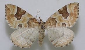 Attēlu rezultāti vaicājumam “Eulithis sp.”