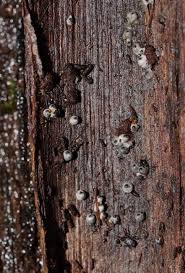 Attēlu rezultāti vaicājumam “Lasiosphaeria ovina”