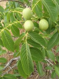Attēlu rezultāti vaicājumam “Juglans regia”