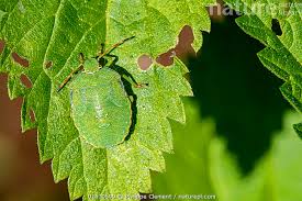 Attēlu rezultāti vaicājumam “Palomena prasina nymph”