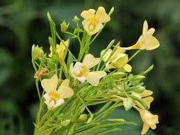 Attēlu rezultāti vaicājumam “Impatiens parviflora flower”
