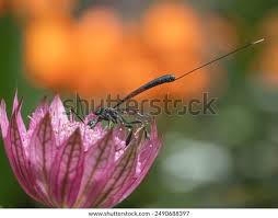 Attēlu rezultāti vaicājumam “Gasteruption jaculator imago”