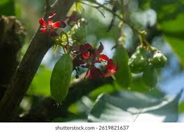 Attēlu rezultāti vaicājumam “Lonicera ferdinandii fruit”