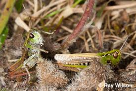 Attēlu rezultāti vaicājumam “Myrmeleotettix maculatus”