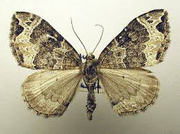 Attēlu rezultāti vaicājumam “Ecliptopera silaceata”