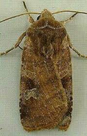 Attēlu rezultāti vaicājumam “Diarsia florida”