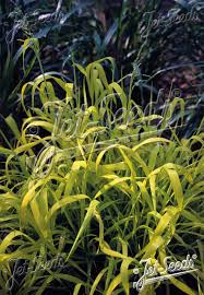 Attēlu rezultāti vaicājumam “Milium effusum flower”