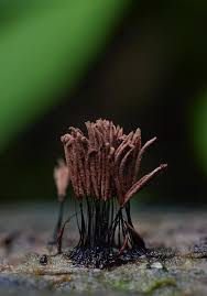 Attēlu rezultāti vaicājumam “Stemonitis splendens spores”