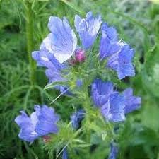 Attēlu rezultāti vaicājumam “Echium vulgare leaf”