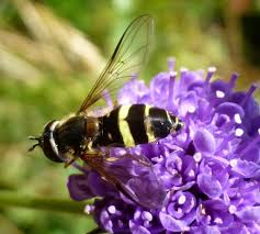 Attēlu rezultāti vaicājumam “Dasysyrphus tricinctus”