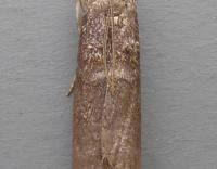 Attēlu rezultāti vaicājumam “Ortholepis betulae”