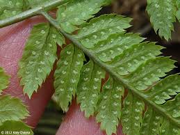 Attēlu rezultāti vaicājumam “Dryopteris carthusiana”