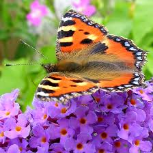 Image result for Small Tortoiseshell