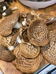 Attēlu rezultāti vaicājumam “Polyporus squamosus”