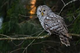 Attēlu rezultāti vaicājumam “Strix uralensis”