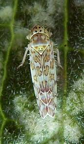 Attēlu rezultāti vaicājumam “Eupteryx vittata”