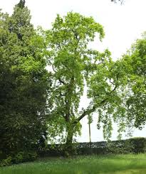 Attēlu rezultāti vaicājumam “Quercus robur”