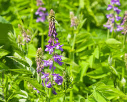 Attēlu rezultāti vaicājumam “Galega orientalis”