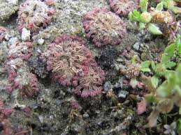 Attēlu rezultāti vaicājumam “Riccia cavernosa”