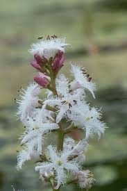 Attēlu rezultāti vaicājumam “Menyanthes trifoliata bud”