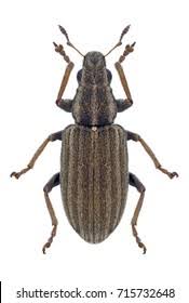 Attēlu rezultāti vaicājumam “Sitona sp.”