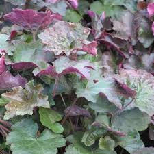 Image result for Heuchera `Palace Purple`