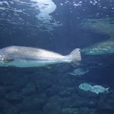 Image result for Argyrosomus regius