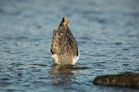 Attēlu rezultāti vaicājumam “Tringa nebularia adult”