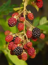 Image result for Rubus sectio