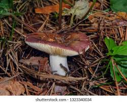 Attēlu rezultāti vaicājumam “Russula vesca”
