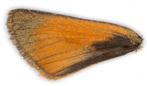 Attēlu rezultāti vaicājumam “Thymelicus sylvestris underside”