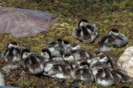 Attēlu rezultāti vaicājumam “Tadorna tadorna juvenile”