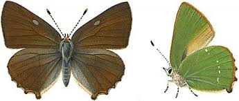 Attēlu rezultāti vaicājumam “Theclinae”