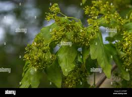 Attēlu rezultāti vaicājumam “Acer campestre flower”