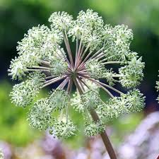 Image result for Angelica archangelica