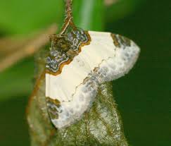 Attēlu rezultāti vaicājumam “Mesoleuca albicillata”