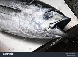 Image result for Thunnus albacares