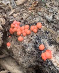 Attēlu rezultāti vaicājumam “Lycogala exiguum aggr. spores”