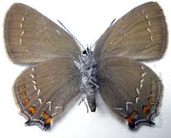 Attēlu rezultāti vaicājumam “Satyrium ilicis underside”