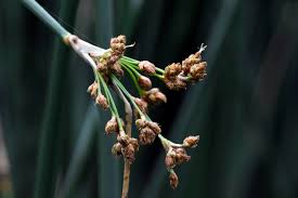 Attēlu rezultāti vaicājumam “Schoenoplectus lacustris subsp. glaucus flower”