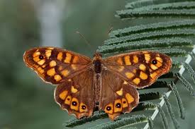 Attēlu rezultāti vaicājumam “Pararge aegeria”