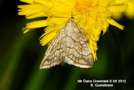 Attēlu rezultāti vaicājumam “Evergestis pallidata”