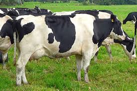 Image result for ganado bovino