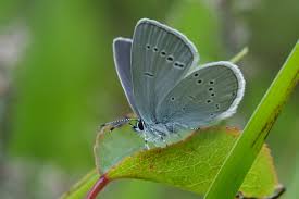 Attēlu rezultāti vaicājumam “Cupido minimus underside”
